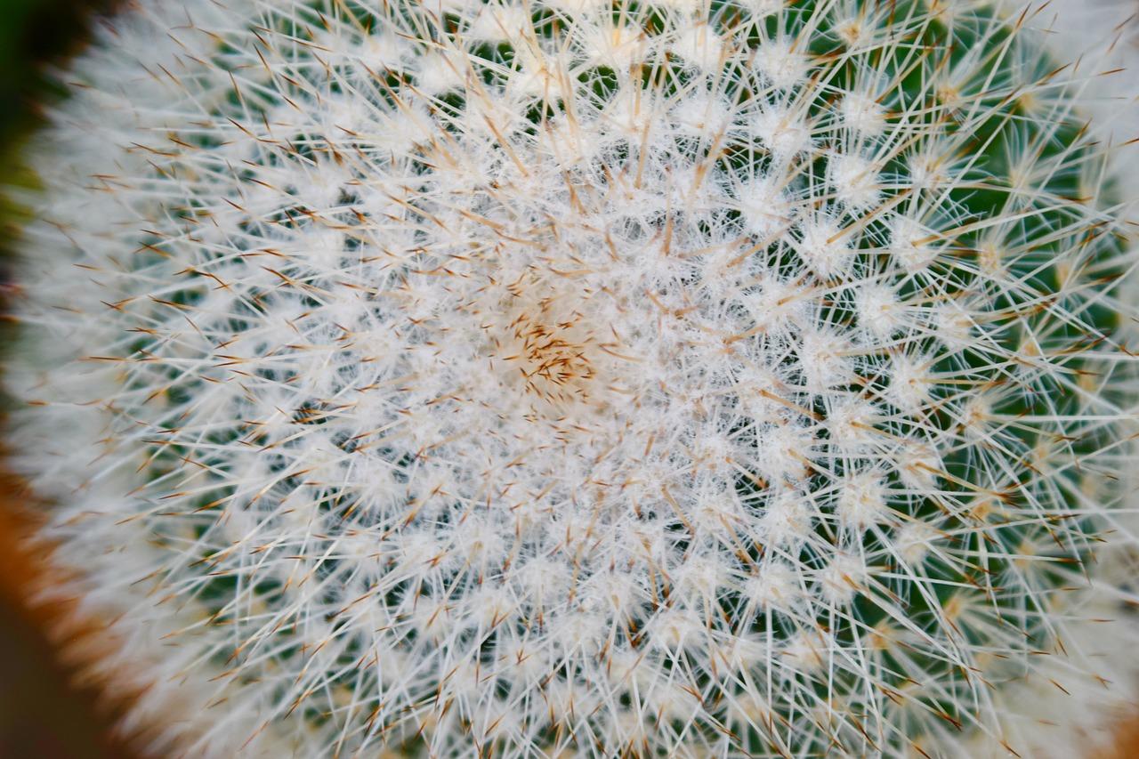 仙人掌独特形态