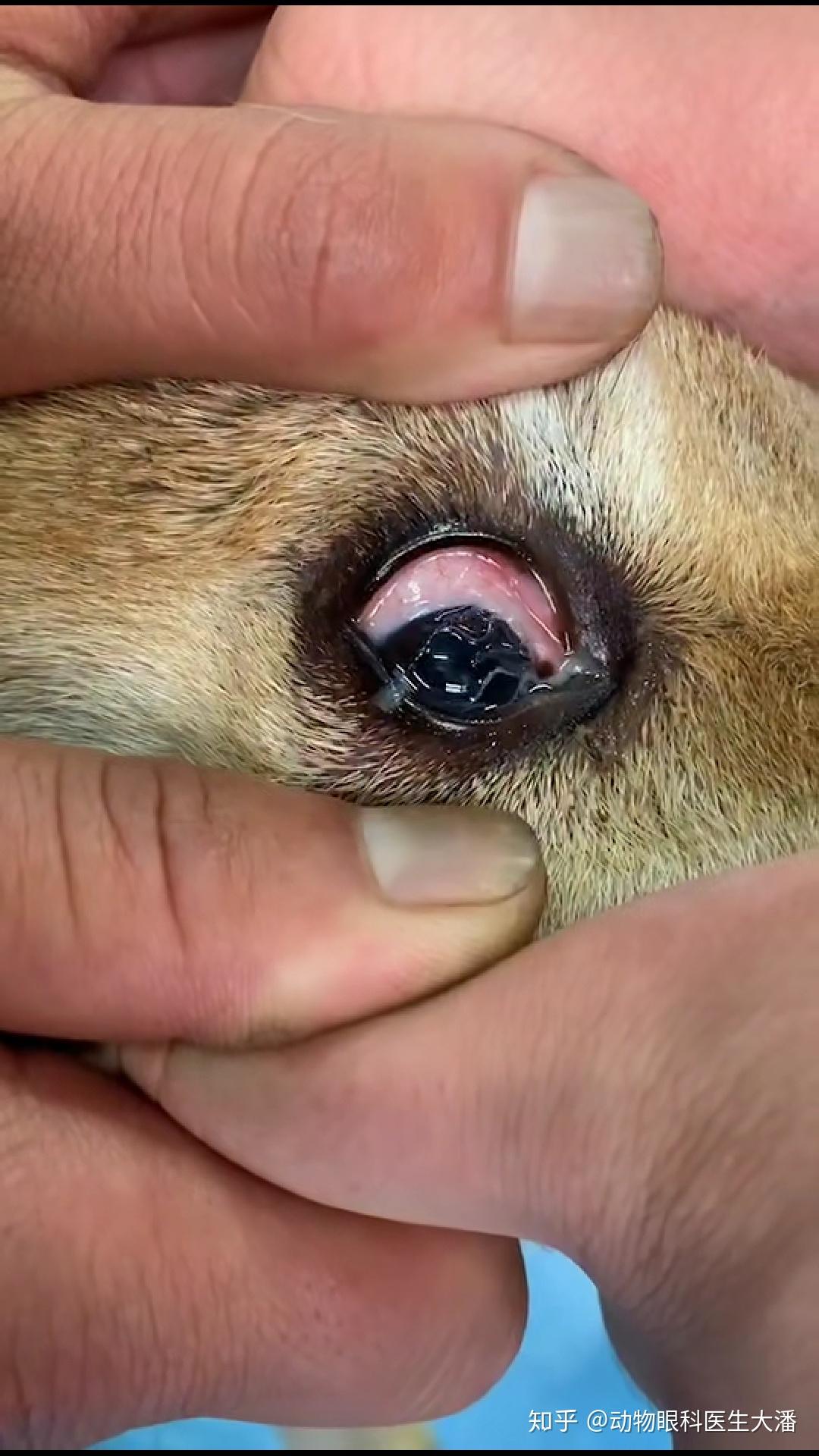 狗狗眼球有白线条