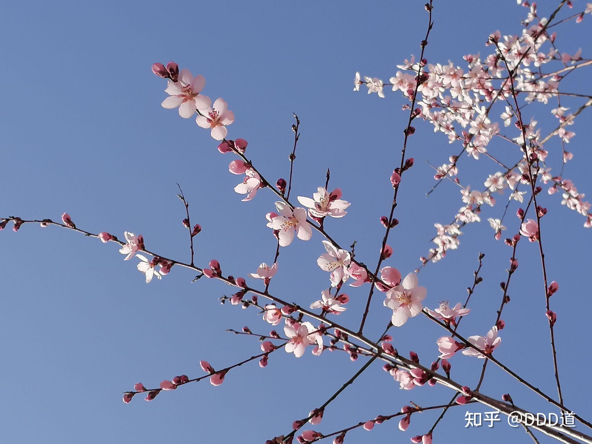 春天来了照片图片