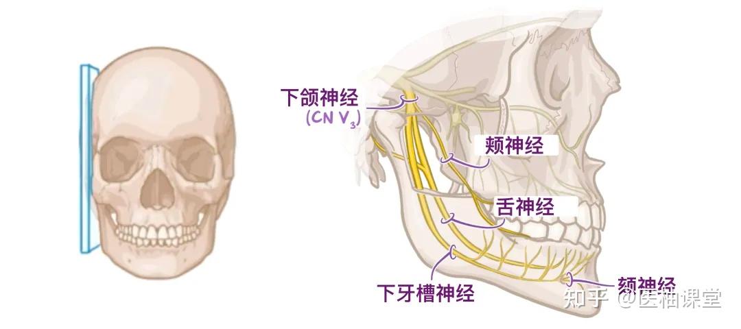 人体解剖学基础:口腔 - 知乎