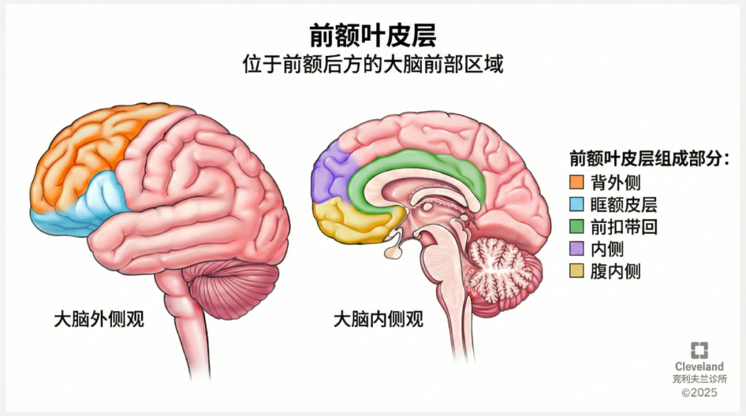 如何锻炼大脑的前额叶皮质？ - 知乎