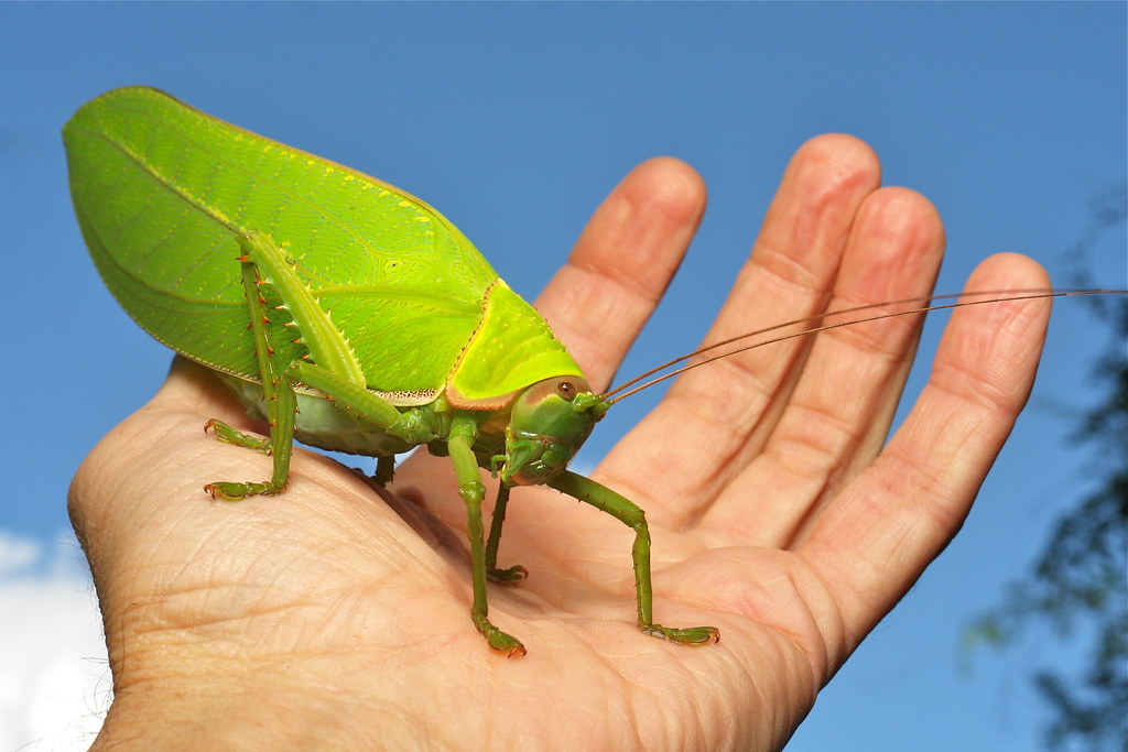 女大学生在寝室发现巨拟叶螽,网友评论称「以为是个玩偶,结果是活的」