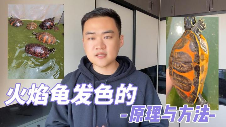 一文讲清火焰龟发色的原理与方法 - 知乎