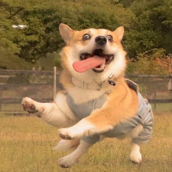 表情包 情绪头像 微信头像 情侣头像 有没有哪位知友提供一下沙雕且