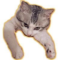 Zhihu profile picture for @phenomenon