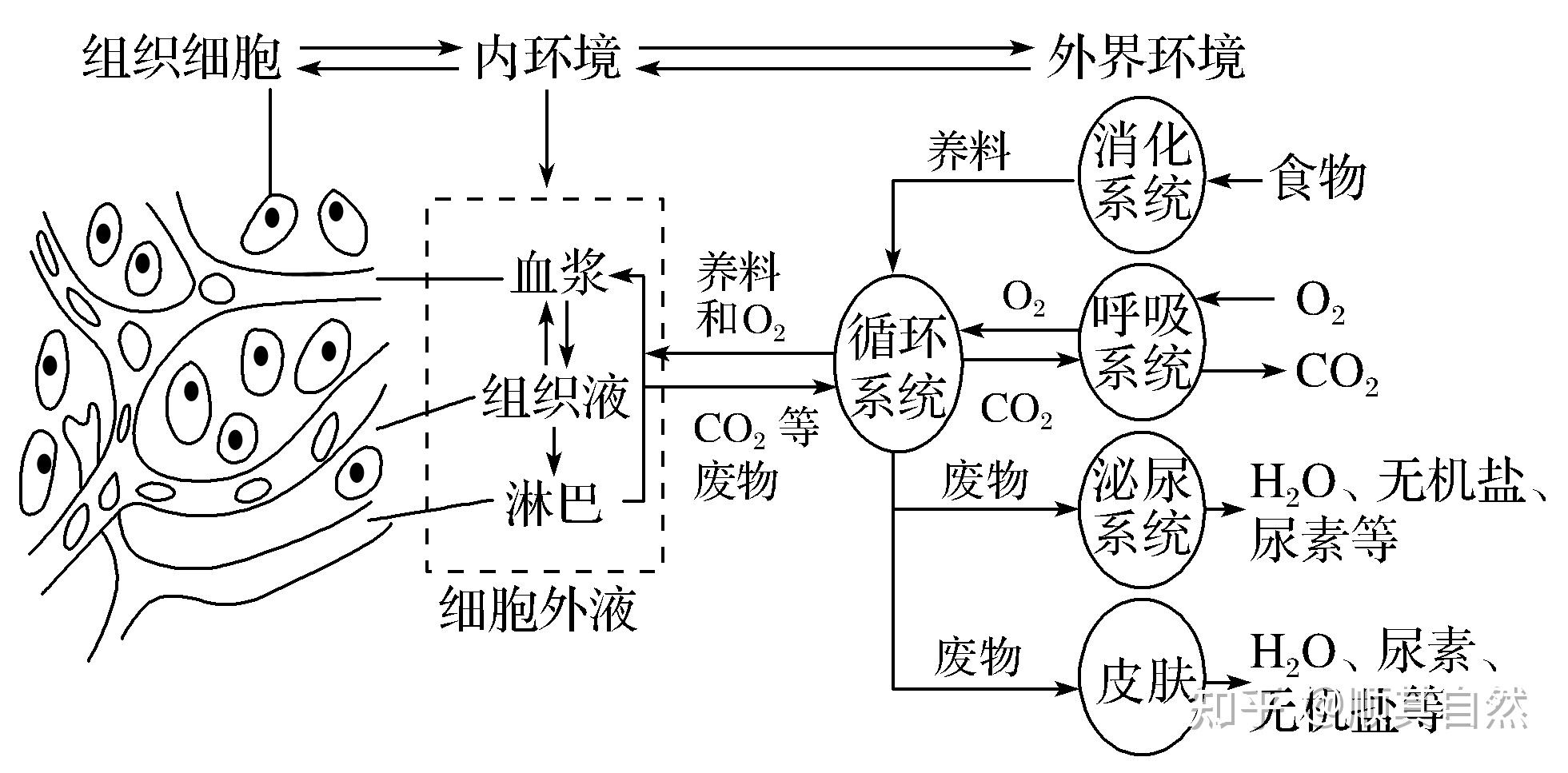 内环境物质交换图解图片