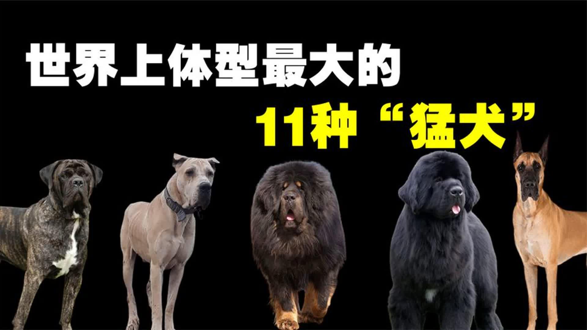 11种大型猛犬排名,你见过世界上最大的狗吗?