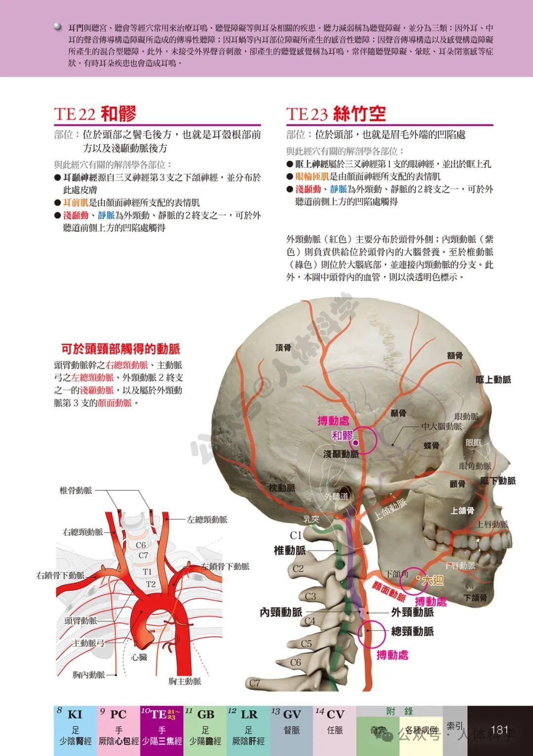 【经穴科学】中医解剖学全身穴位高清图示④ - 知乎