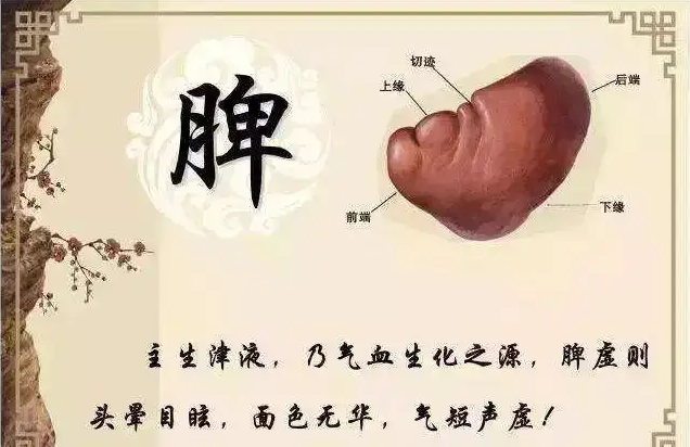 你是应该补脾呢?还是健脾呢? - 知乎