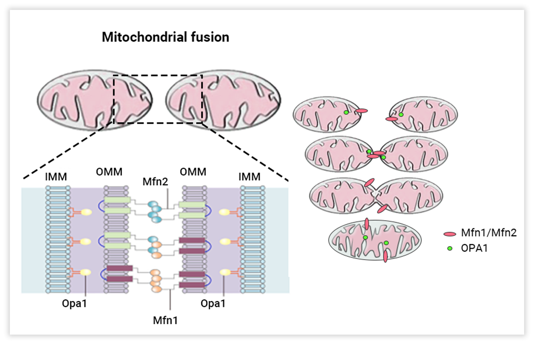 什么是线粒体质量控制，其机制是什么？ - 知乎