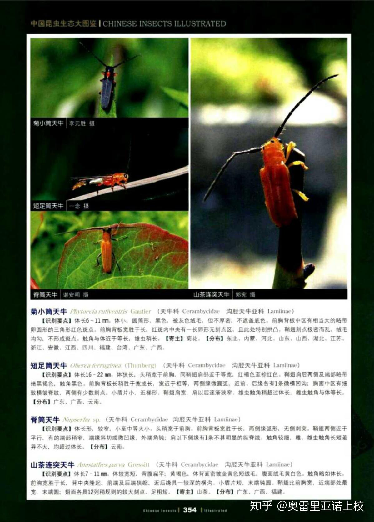 请问这是什么种类的天牛