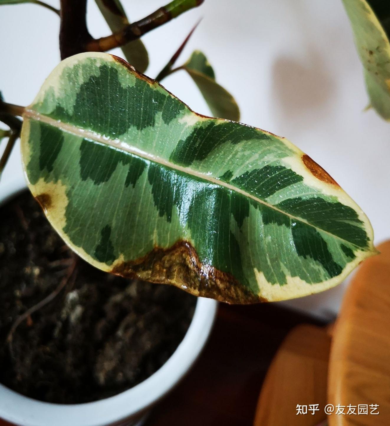 求助花叶橡皮树叶子有黑斑如图并经常扩大是什么原因该如何处理