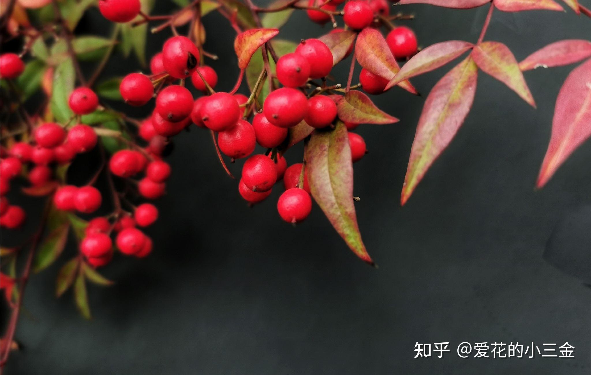 秋冬赏叶植物（十七）：南天竹 - 知乎