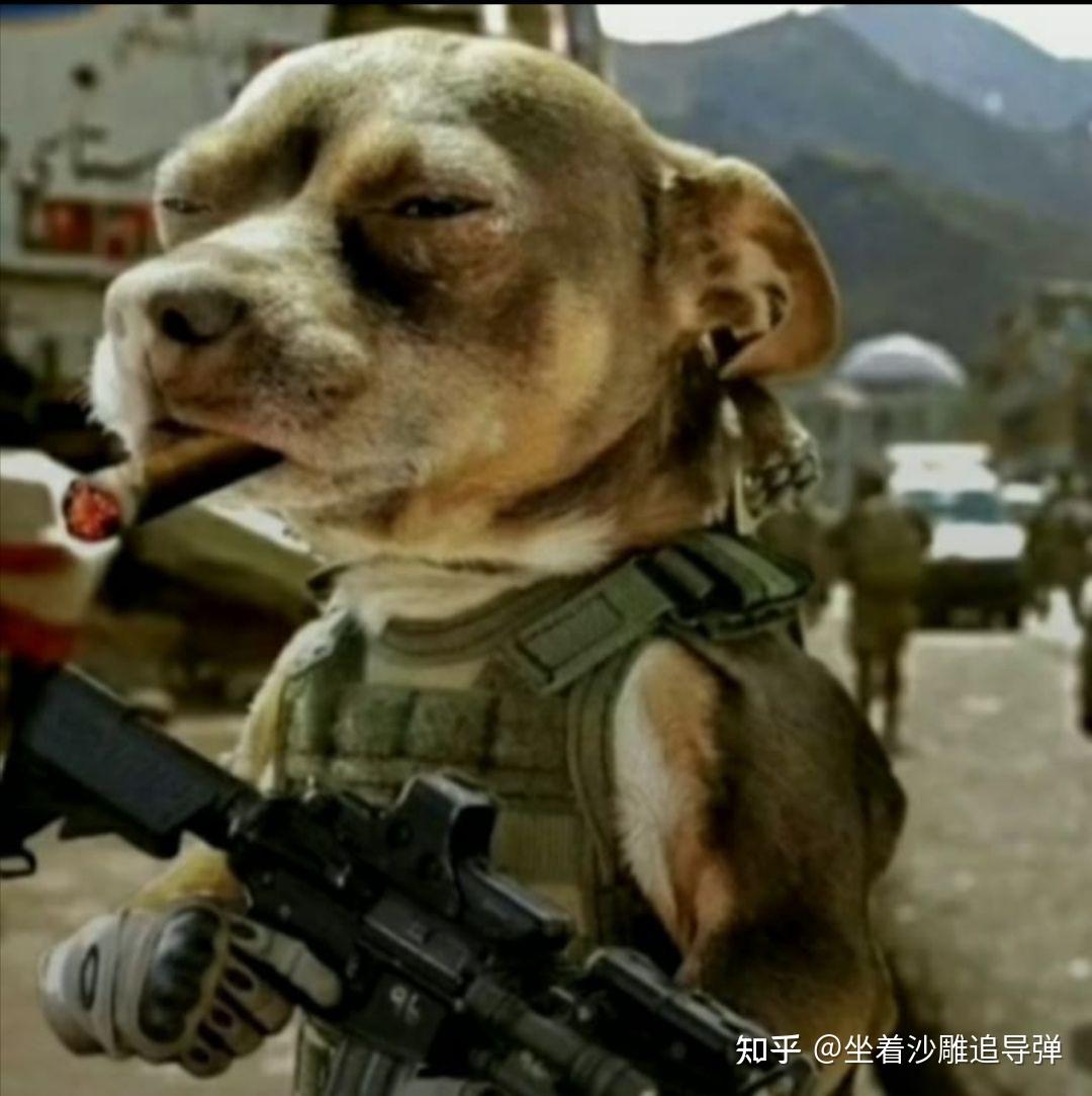 有没有什么动物拿枪的图片? - 知乎