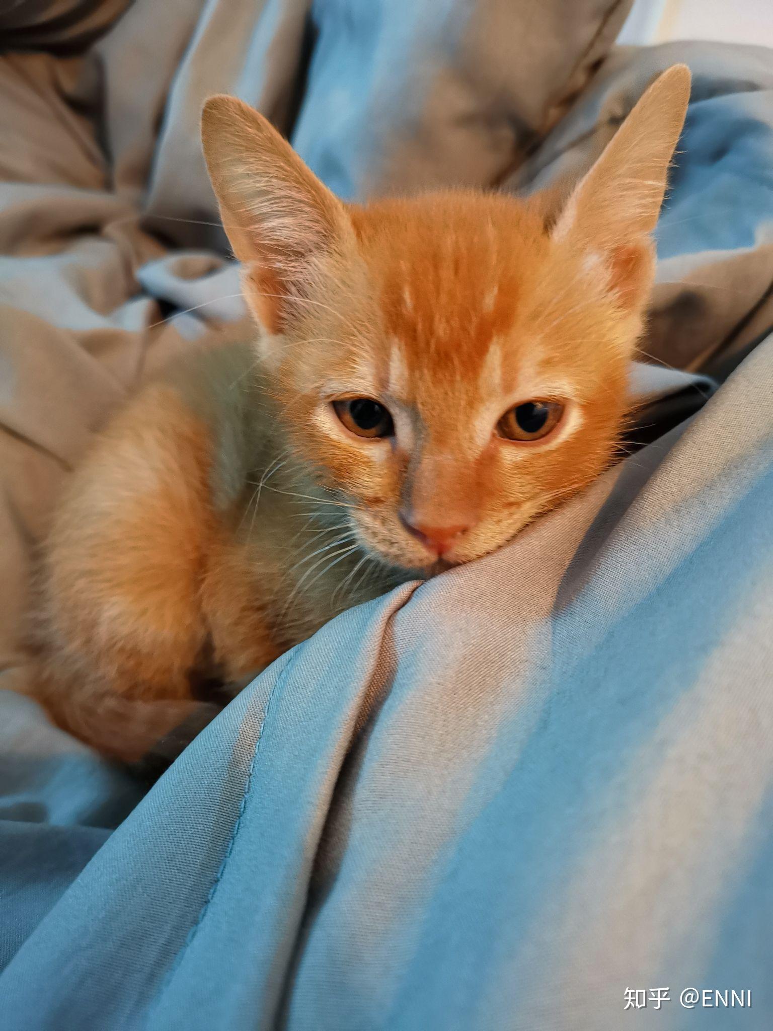 养六个月以下的小奶猫是怎样的体验? - 知乎