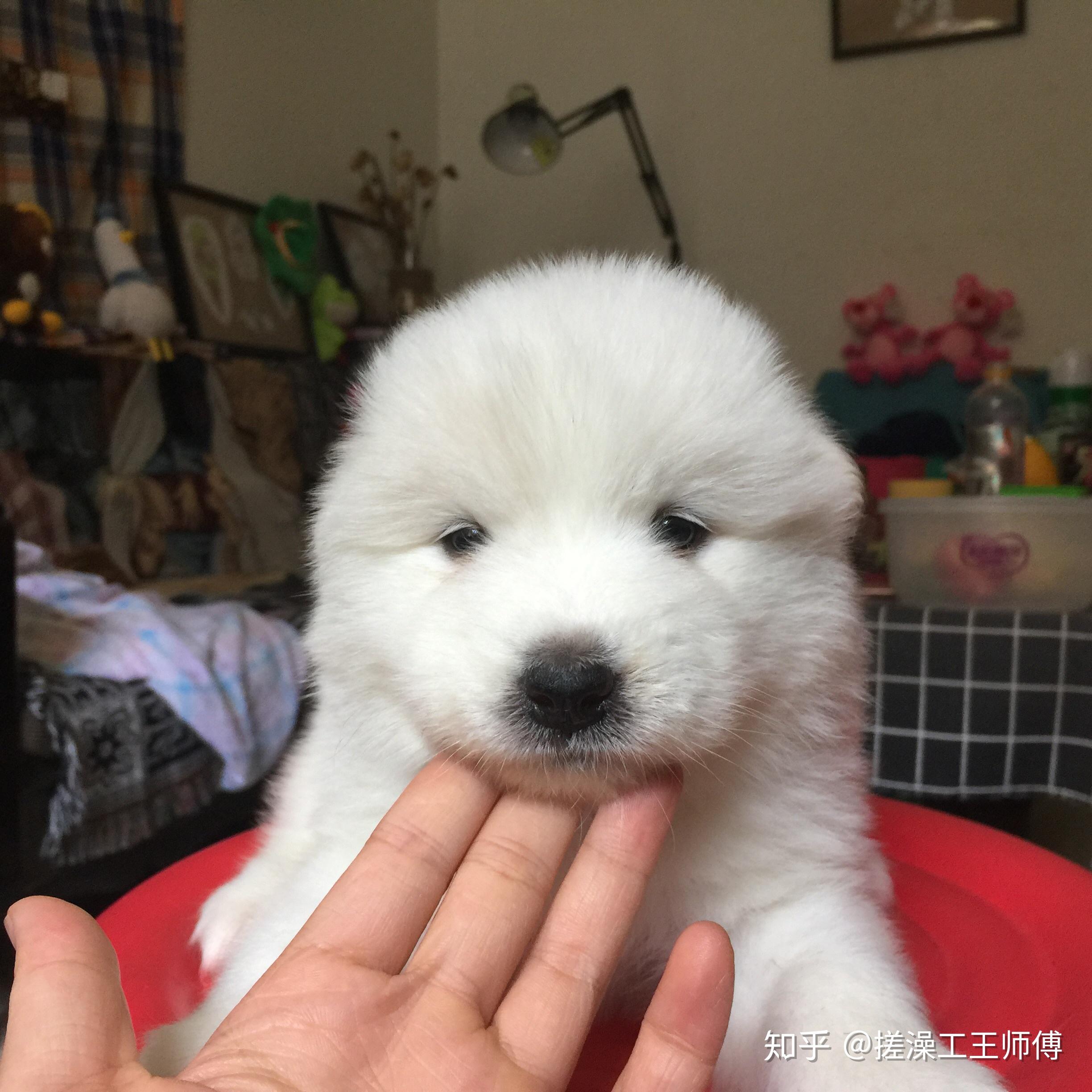 我想买一只三个月大的萨摩耶 如何识别?