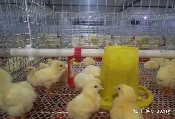 笼养肉鸡的饲养管理详解(建议收藏) - 知乎