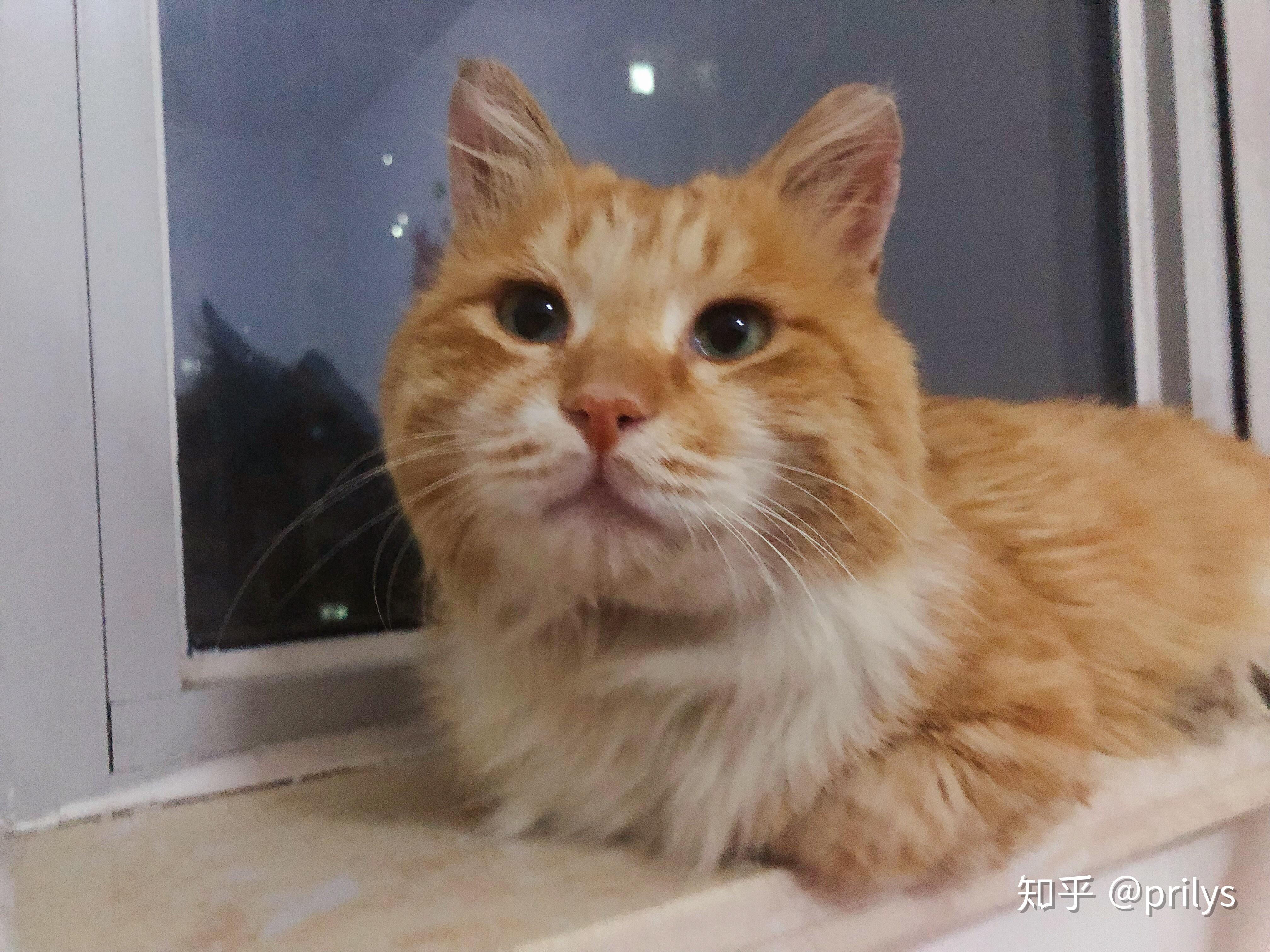 可以给我看看你们的橘猫吗