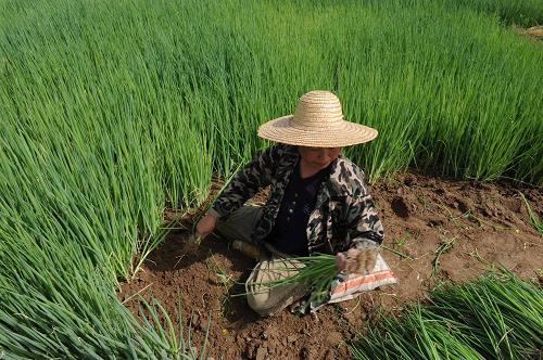 主力你割我的韭菜,我給你來個旱地拔蔥不留根!