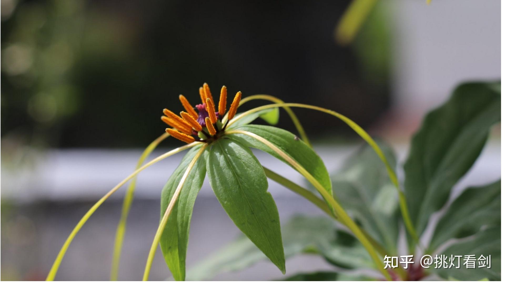 七叶一枝花有哪些药用价值? - 知乎