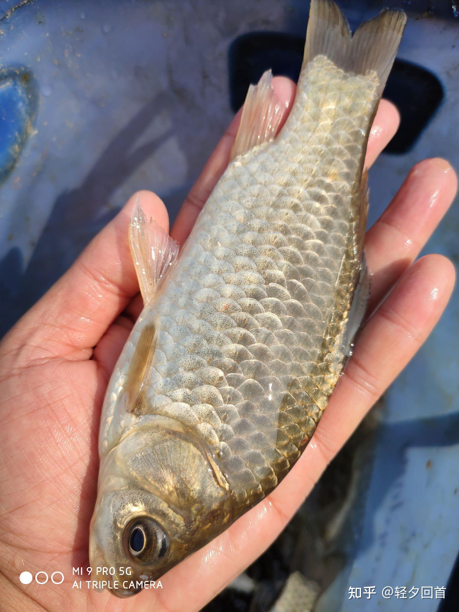 夏天野钓鲫鱼适合什么样的饵料