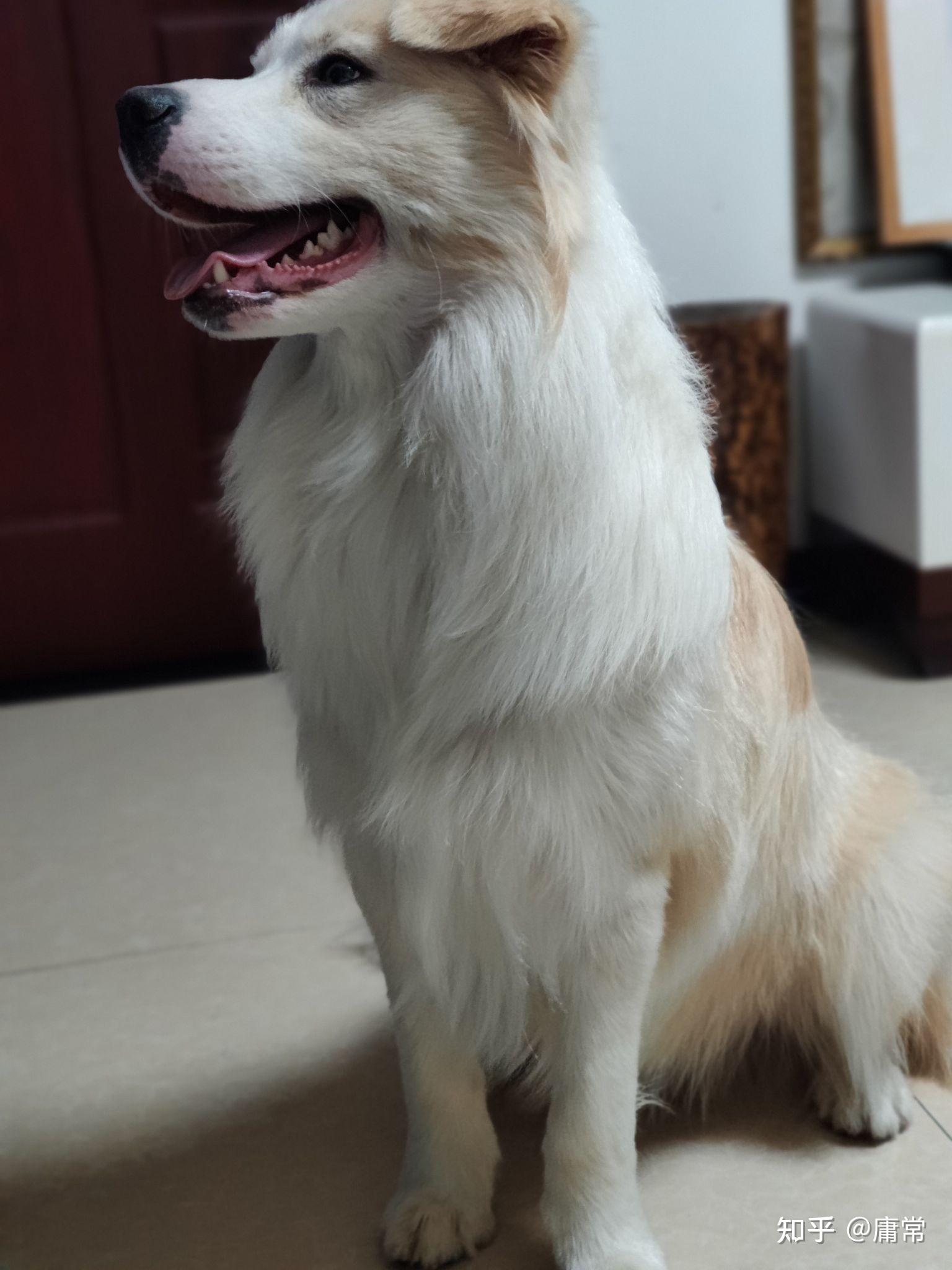 金毛边牧(金边)有多好看,多帅气? - 知乎