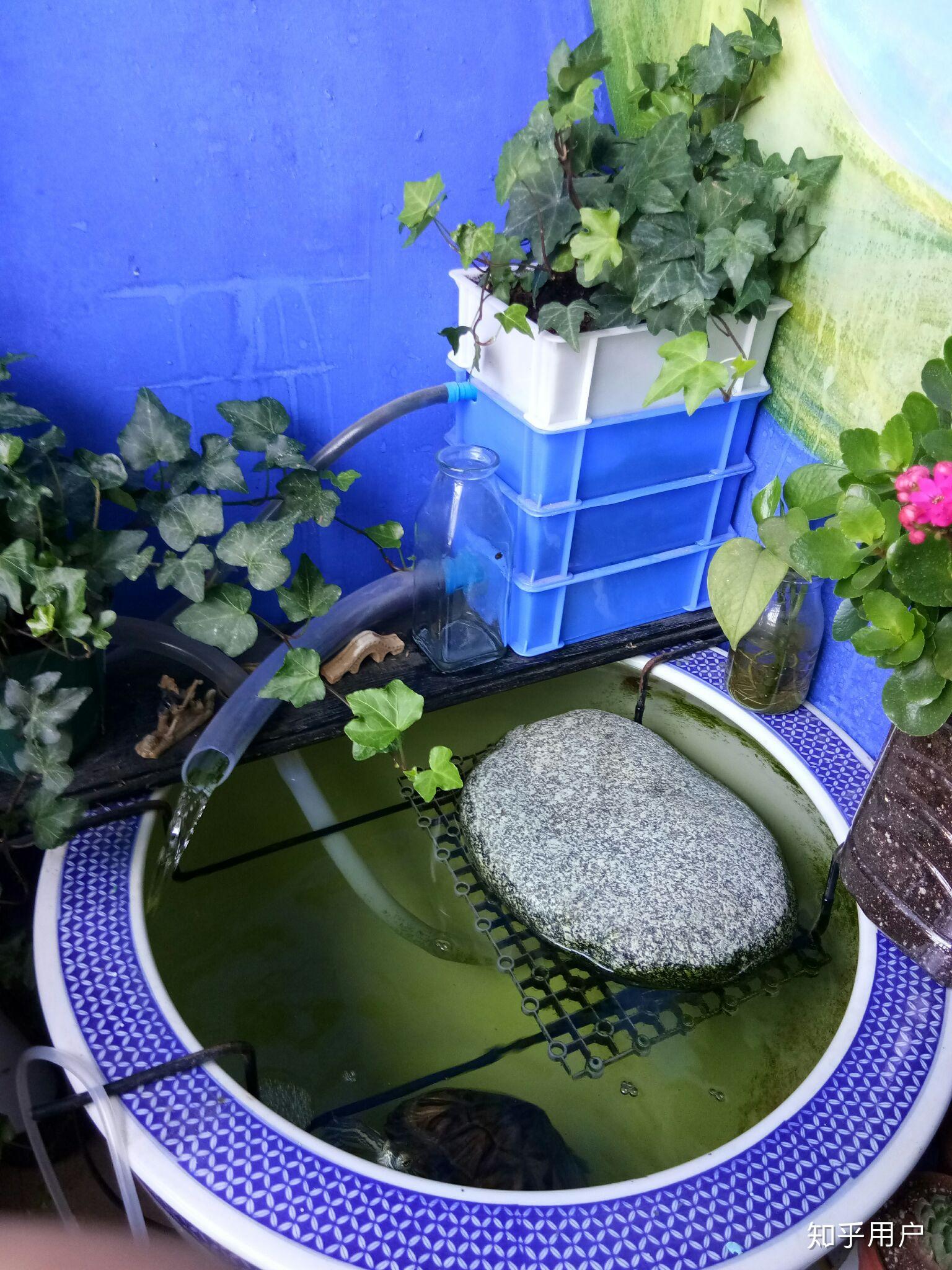 新买的小巴西龟要怎么养这样的环境合适吗