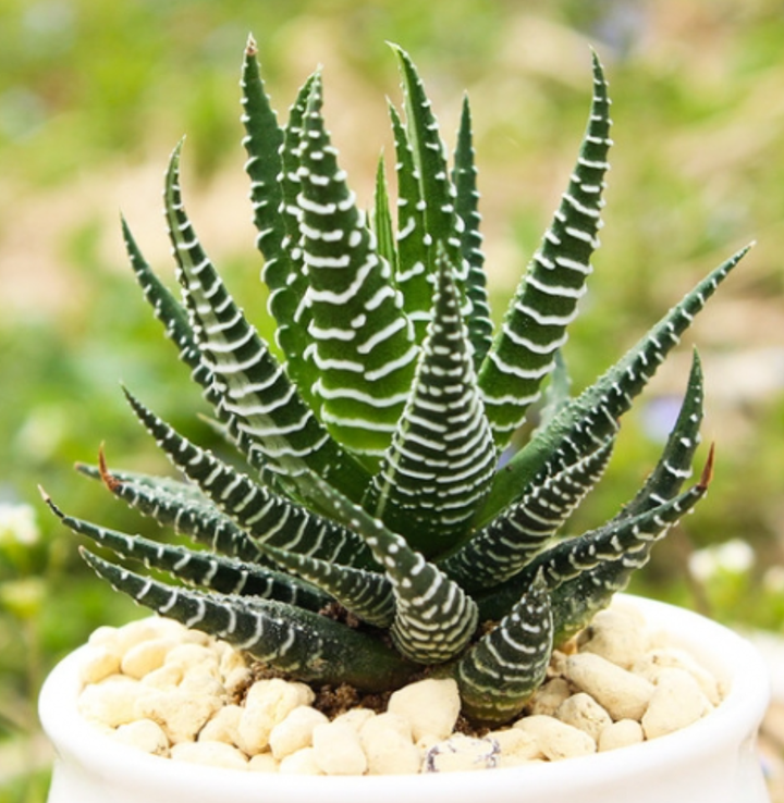 桌面植物——雉鸡尾