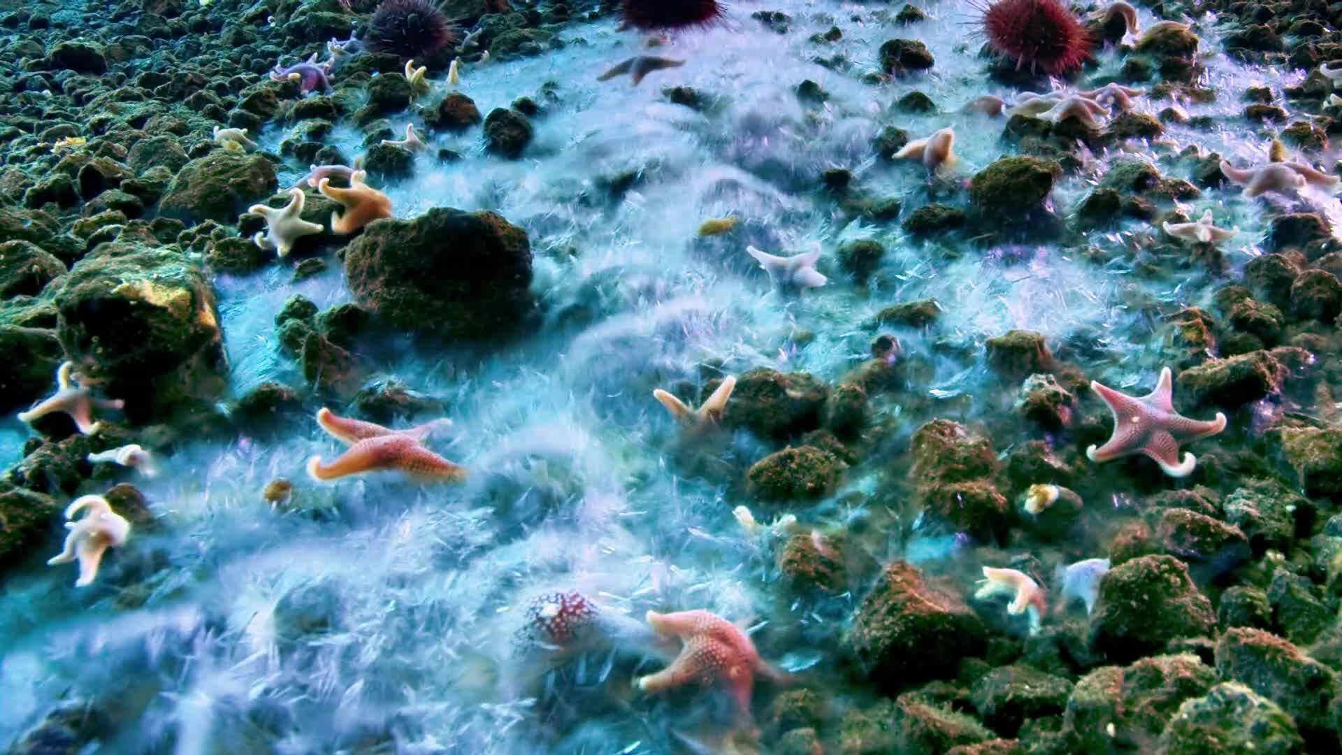 海底的死亡冰柱所有触碰的生物都难逃劫难