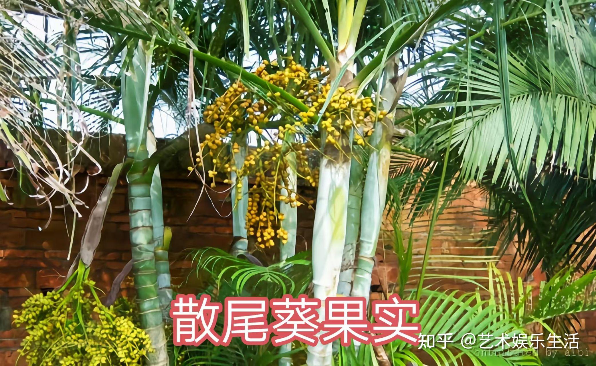棕榈科的28种代表植物 - 知乎