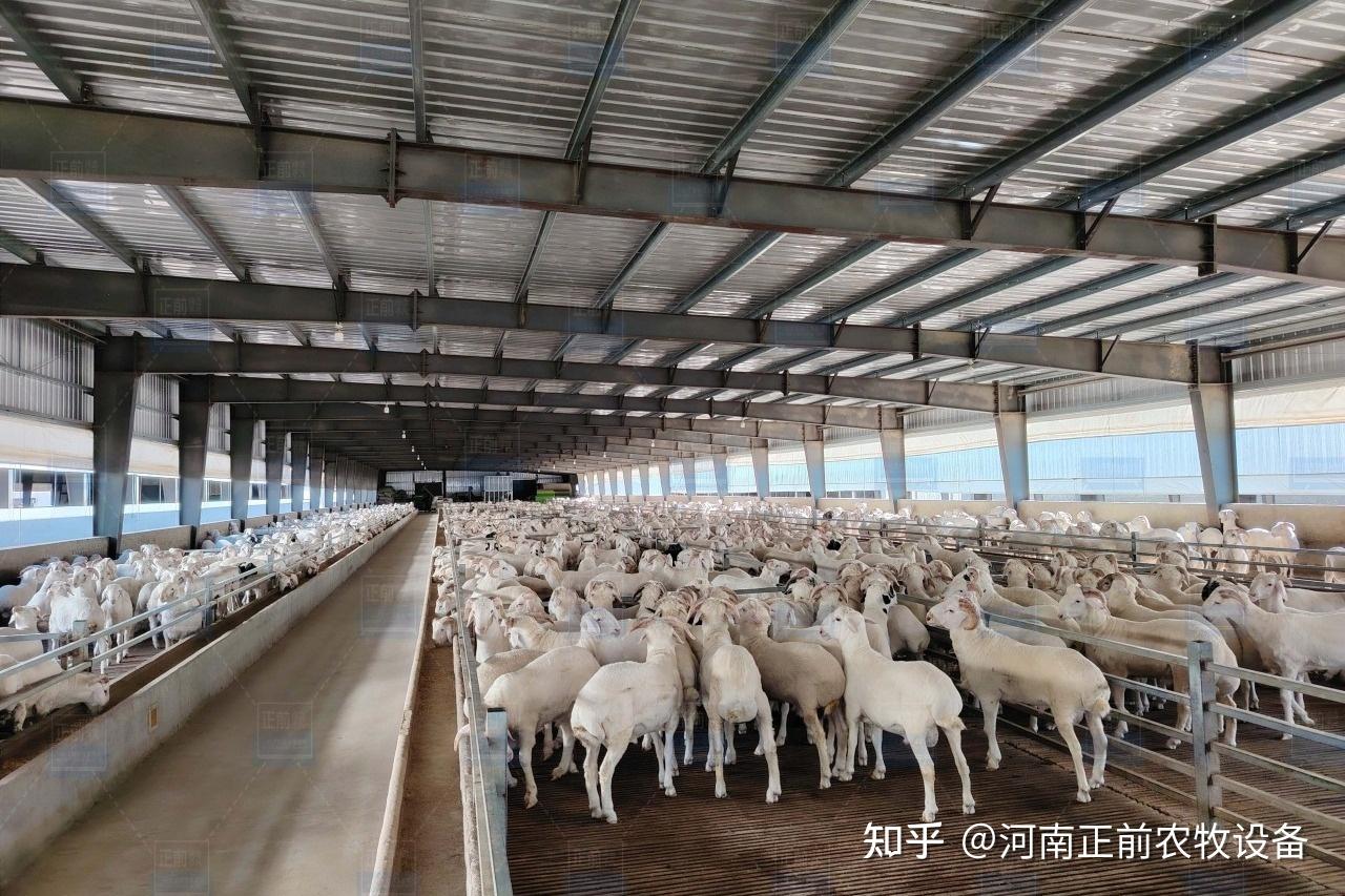 养羊的技巧是什么? - 知乎