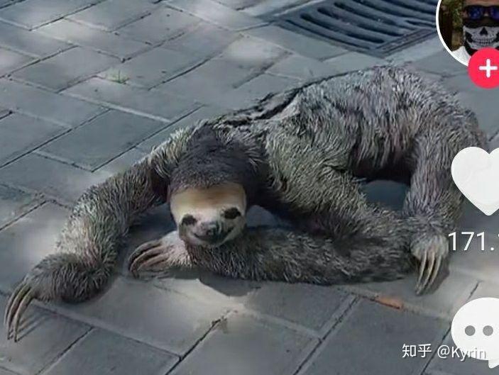 如何评价qq空间这只刷爆的恐怖树懒