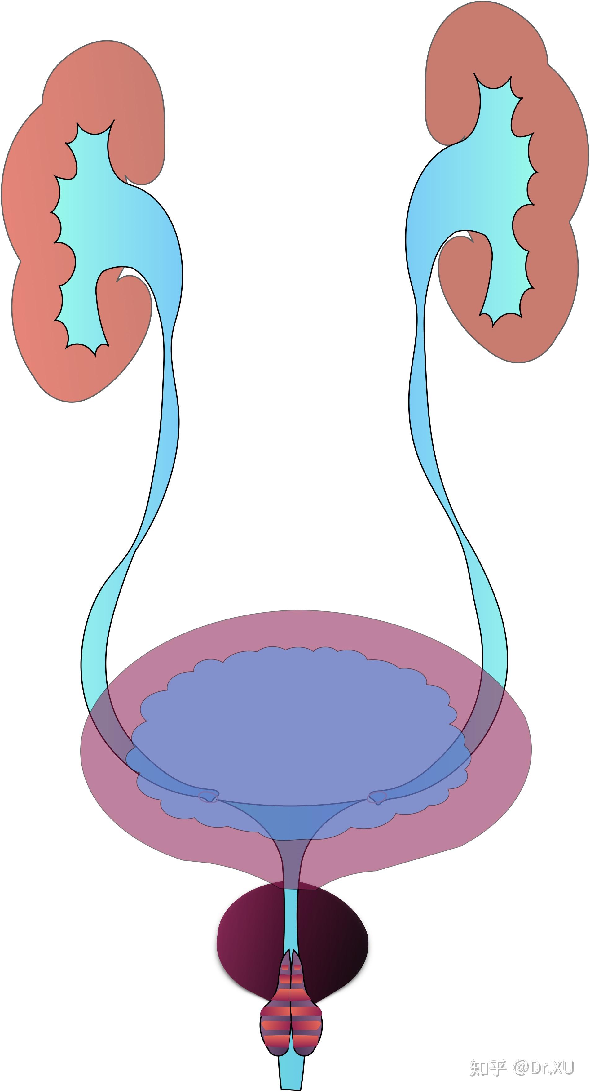人的膀胱有什么作用? - 知乎