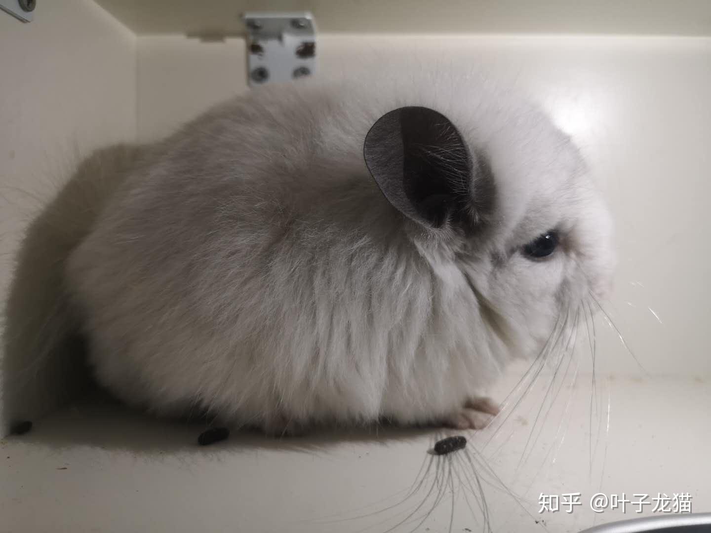 60加高基础笼够养一只龙猫吗? - 知乎
