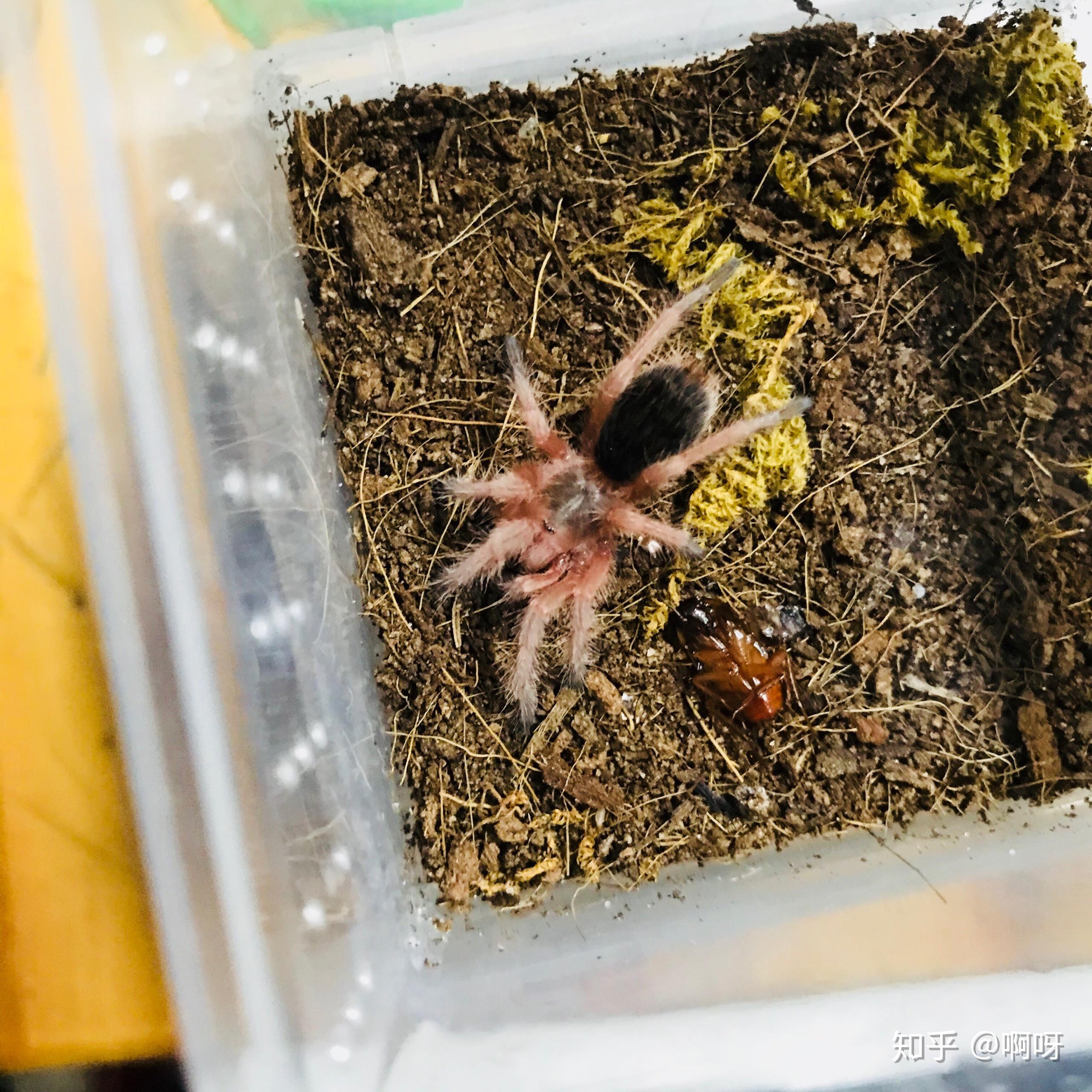 养蜘蛛时,他们说不要过分挑逗,要不然咬人,请问分寸在,怎么样才不算