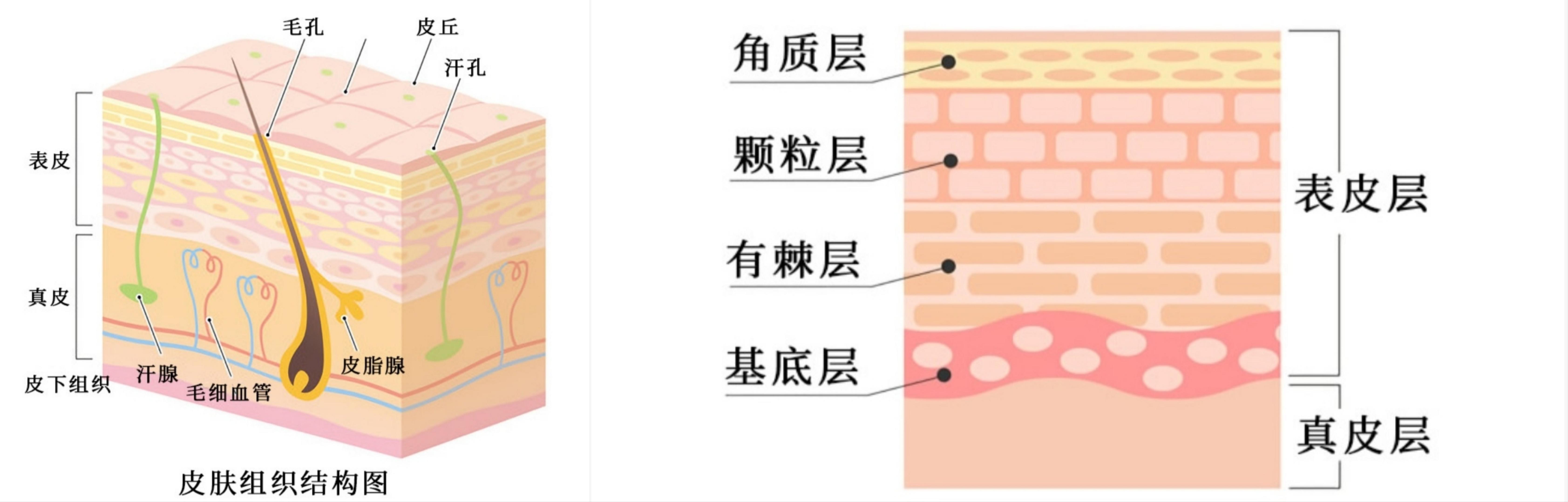 皮肤屏障的功能是什么？ - 知乎