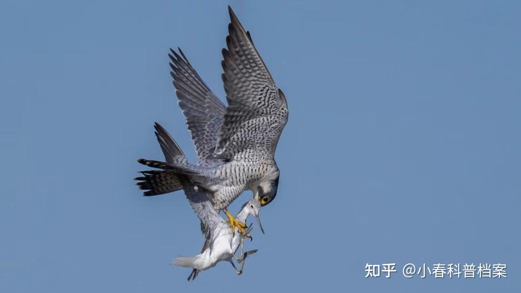 猛禽种的“战斗机”,速度最快的鸟,游隼时速赶超高铁 - 知乎