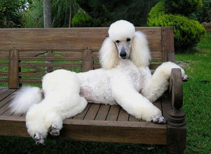 什么是贵妇犬贵妇犬有什么体貌特征和生活习性