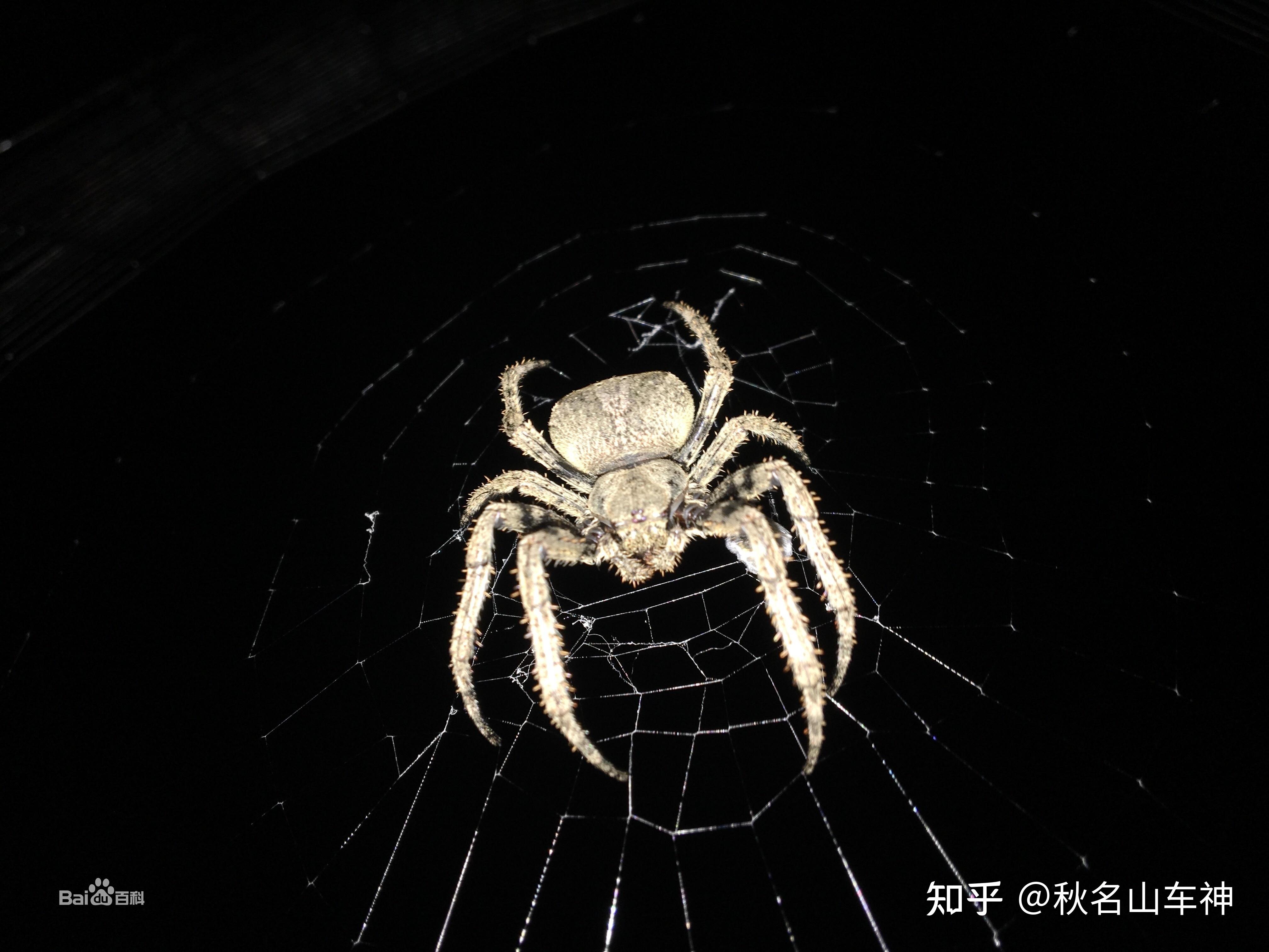 请问这种灰色花纹蜘蛛的学名叫什么? - 知乎