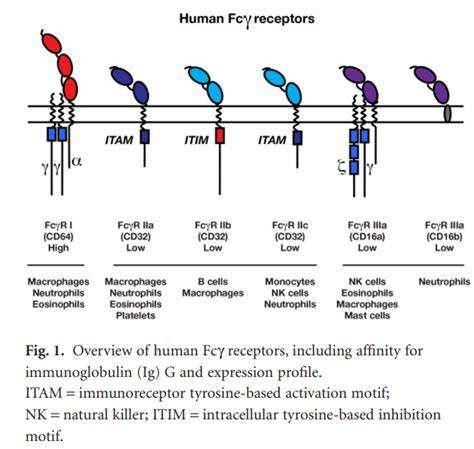 FcR:抗体依赖性免疫应答过程中的重要蛋白 - 知乎