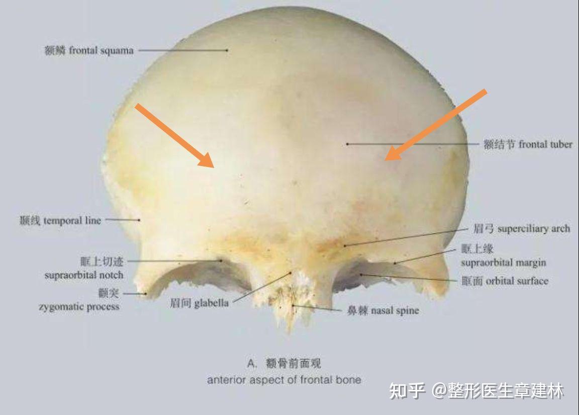 额骨的解剖-MedSci.cn