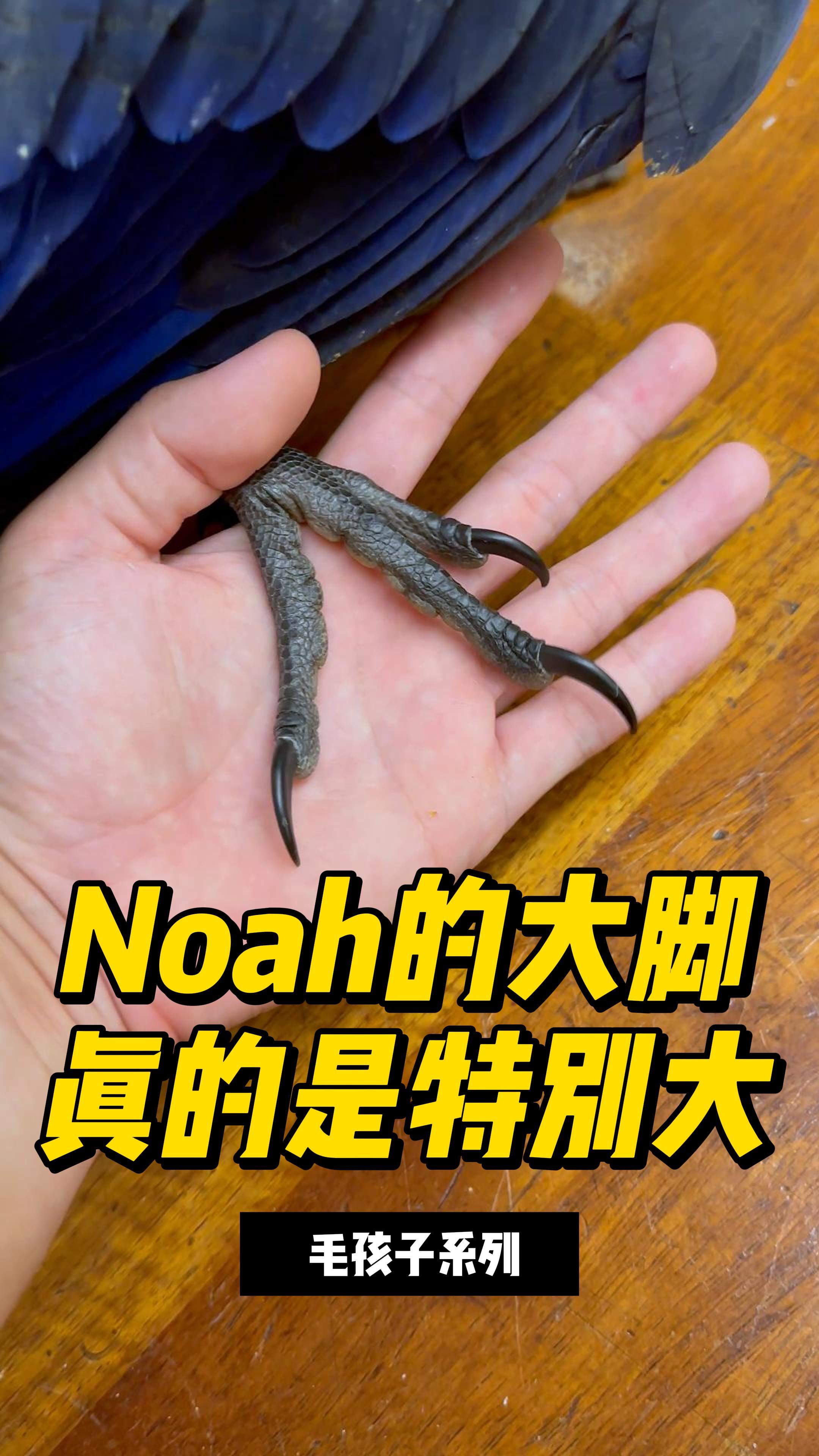 noah的大脚真的是特别大鹦鹉金刚鹦鹉宠物