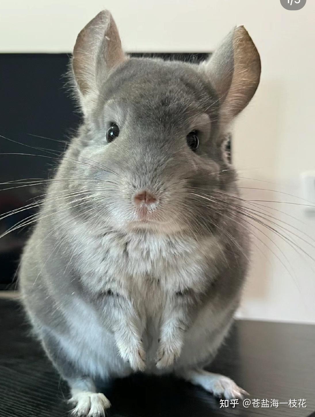 龙猫是怎样的动物?好养吗?