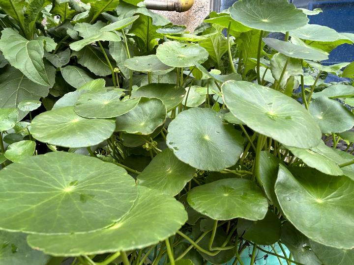 马蹄金形似铜钱状如马蹄片片常绿盆栽草坪均能栽种