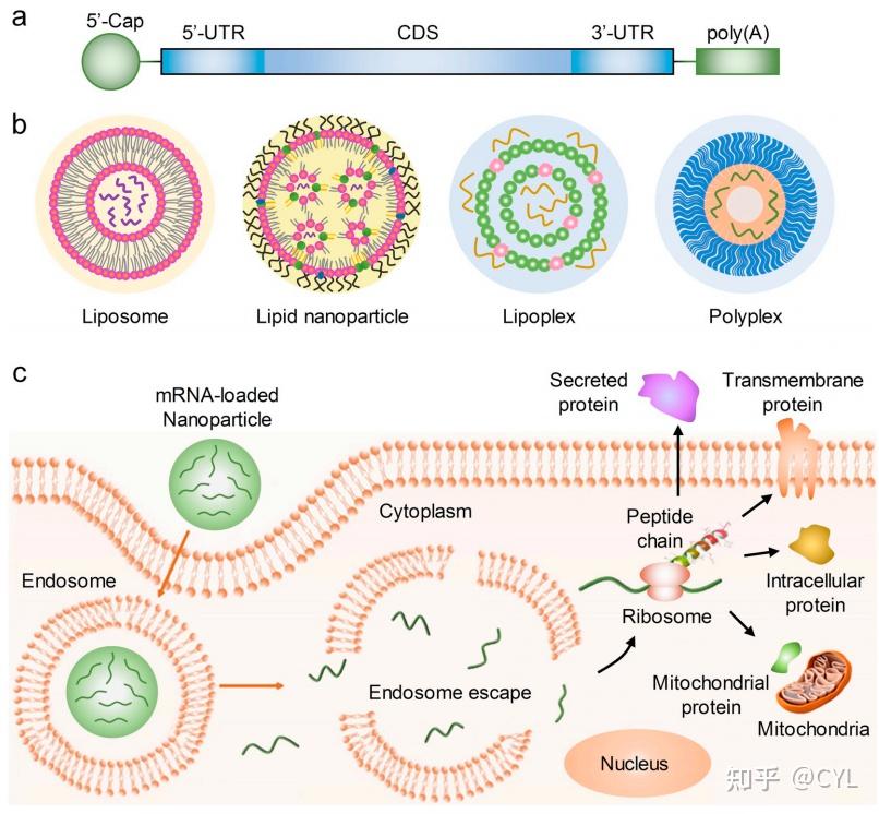 Mrna Section 【文献翻译】mRNA治疗学的挑战与展望 - 知乎