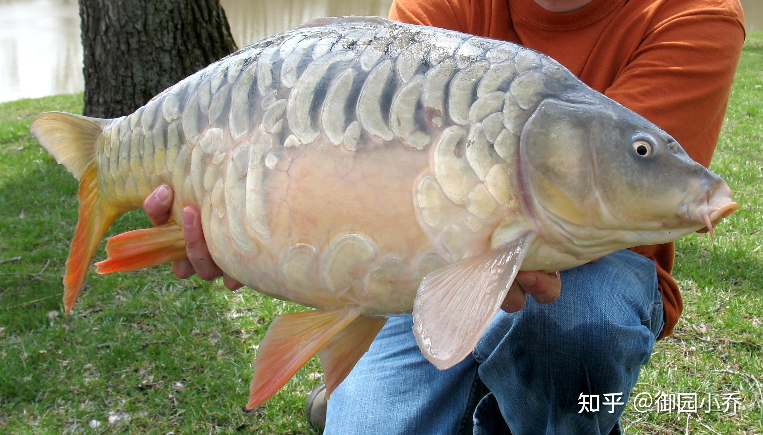这是啥鱼啊 没鳞片 黏糊糊的?