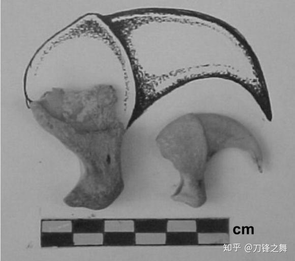 剑齿虎打得过狮子老虎吗?(剑齿虎与狮子体型对比)