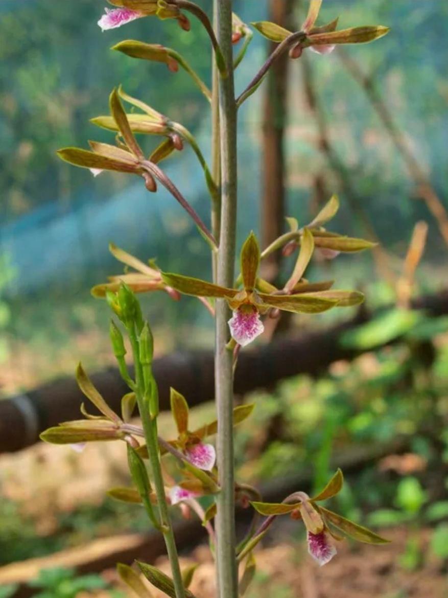 这是一种球茎类植物,但是有谁知道它的学名吗? - 知乎