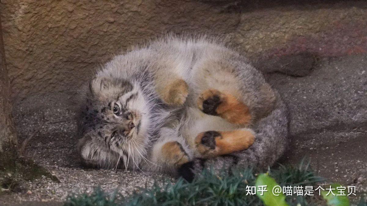 这几种猫,一律禁止饲养,不能存在侥幸心理 - 知乎