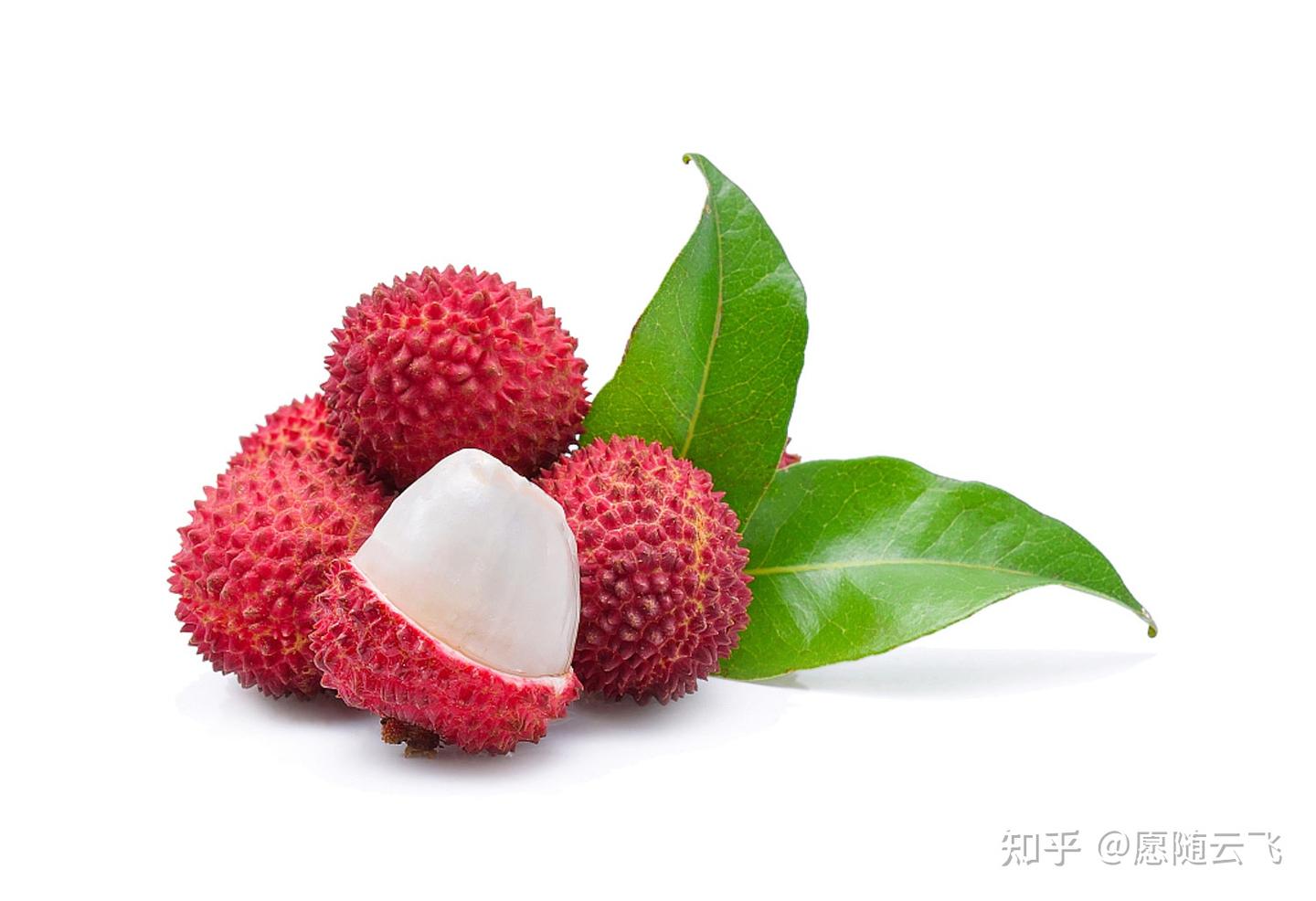 荔枝树叶子黄了用倍泽有机肥 - 知乎